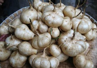 土瓜是涼性還是熱性？土瓜是寒性還是熱性？