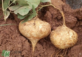 孕婦可以吃土瓜嗎？孕婦能吃土瓜嗎？