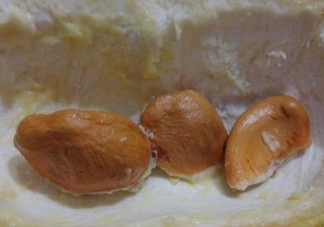 榴蓮核能種嗎？榴蓮核怎么種盆栽？