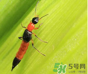 隱翅蟲和蚊蟲的區(qū)別？隱翅蟲和蚊蟲有什么不一樣？