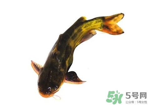 黃顙魚有毒嗎？黃顙魚的營養(yǎng)價(jià)值