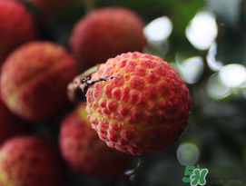 五月份有荔枝嗎？5月份有荔枝嗎？