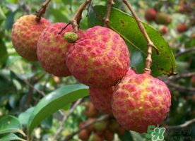 五月份有荔枝嗎？5月份有荔枝嗎？