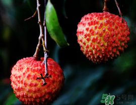 五月份有荔枝嗎？5月份有荔枝嗎？