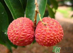 荔枝多少錢一斤 荔枝什么時候成熟季節(jié) 荔枝多少錢一斤 荔枝什么時候成熟季節(jié)