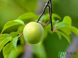 梅子什么時(shí)候成熟？梅子幾月份成熟？