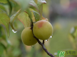 梅子什么時(shí)候成熟？梅子幾月份成熟？