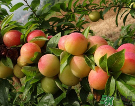 梅子什么時(shí)候成熟？梅子幾月份成熟？