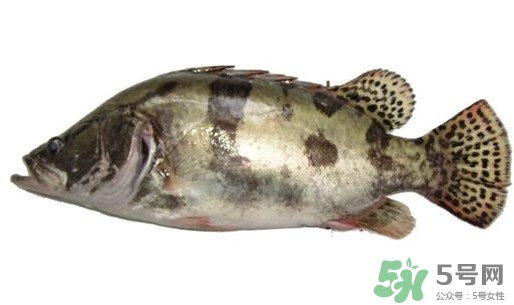 鱖魚(yú)怎么讀？鱖魚(yú)是什么魚(yú)