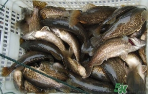 鱖魚是桂魚嗎？鱖魚和桂魚的區(qū)別