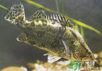 鱖魚怎么養(yǎng)？鱖魚養(yǎng)殖技術(shù)