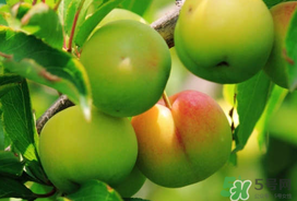 李子苦能吃嗎？李子苦怎么處理好吃？