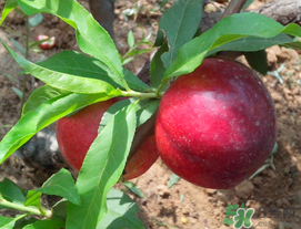 李子苦能吃嗎？李子苦怎么處理好吃？