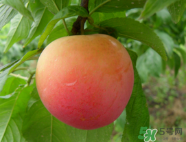 李子苦能吃嗎？李子苦怎么處理好吃？