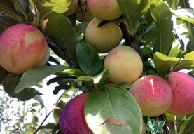 李子一天可以吃幾個？李子一次能吃幾個？