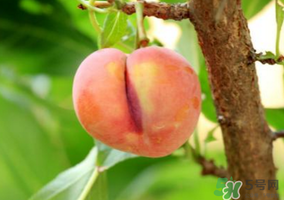 李子一天可以吃幾個？李子一次能吃幾個？