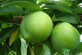 李子一天可以吃幾個？李子一次能吃幾個？