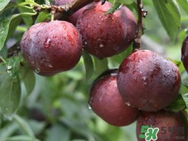 李子變紅能吃嗎？李子變紅是怎么回事？