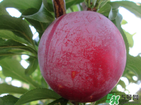 李子變紅能吃嗎？李子變紅是怎么回事？