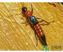 隱翅蟲和蚊蟲的區(qū)別？隱翅蟲和蚊蟲有什么不一樣？