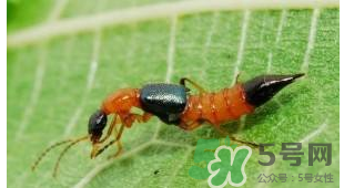 隱翅蟲和蚊蟲的區(qū)別？隱翅蟲和蚊蟲有什么不一樣？