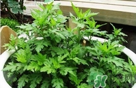 菊花腦是什么？菊花腦是野菊花嗎