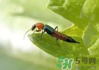 被隱翅蟲咬了后怎么辦？隱翅蟲如何預(yù)防和治療咬傷？