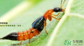 被隱翅蟲咬了后怎么辦？隱翅蟲如何預(yù)防和治療咬傷？