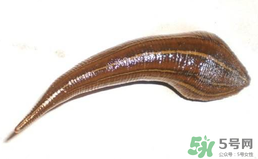 端午節(jié)前后出沒的毒蟲有哪些？端午節(jié)前后如何預(yù)防毒蟲？