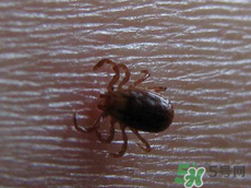 端午節(jié)前后出沒的毒蟲有哪些？端午節(jié)前后如何預(yù)防毒蟲？