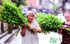 端午節(jié)前后出沒的毒蟲有哪些？端午節(jié)前后如何預(yù)防毒蟲？