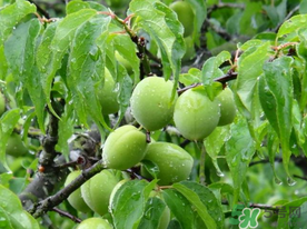 梅子不能和什么一起吃？梅子和什么食物都相克？