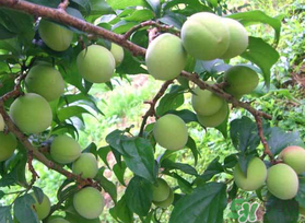 梅子不能和什么一起吃？梅子和什么食物都相克？