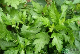 菊花腦怎么種？菊花腦怎么摘