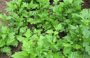 菊花腦怎么做好吃？菊花腦怎么做有營(yíng)養(yǎng)