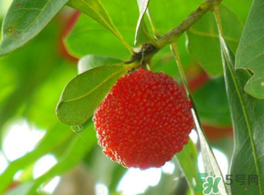 楊梅可以帶上飛機嗎？飛機能帶楊梅嗎？