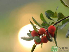 楊梅可以帶上飛機嗎？飛機能帶楊梅嗎？