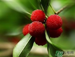 楊梅可以帶上飛機嗎？飛機能帶楊梅嗎？