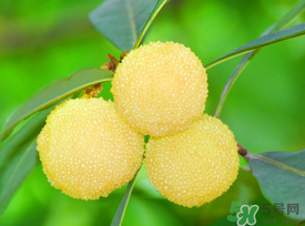 楊梅能放多久？冰凍楊梅可以放多久？