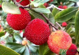 楊梅能放多久？冰凍楊梅可以放多久？