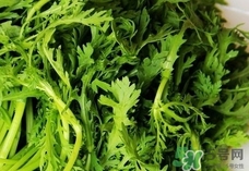 蓬花菜怎么吃最好?蓬花菜怎么做好吃? 蓬花菜怎么吃最好?蓬花菜怎么做好吃?