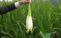 茭白需要焯水嗎？炒茭白要不要焯水