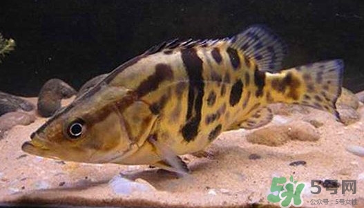 鱖魚怎么養(yǎng)？鱖魚養(yǎng)殖技術(shù)