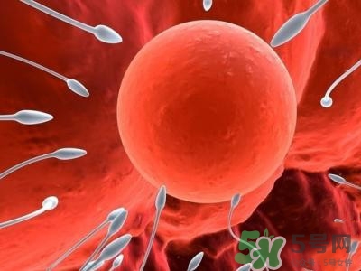 女性排卵全過程圖解 排卵有什么癥狀或感覺 女性排卵全過程圖解 排卵有什么癥狀或感覺