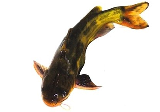 黃顙魚(yú)有毒嗎？黃顙魚(yú)的營(yíng)養(yǎng)價(jià)值