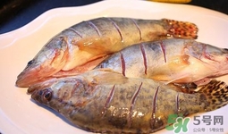 鱖魚是海魚嗎？鱖魚是淡水魚還是海魚