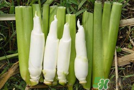 茭白怎么處理？茭白要去皮嗎