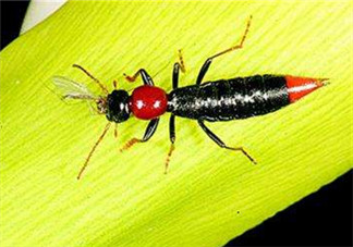 隱翅蟲和蚊蟲的區(qū)別？隱翅蟲和蚊蟲有什么不一樣？