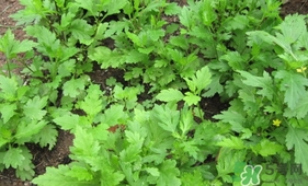 菊花腦孕婦能吃嗎？孕婦可以吃菊花腦嗎