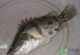 鱖魚(yú)怎么讀？鱖魚(yú)是什么魚(yú)